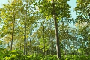 Land for sale in Darien, Panama