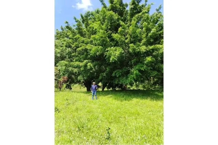 Venta de terreno en Altos de Piedra, Santa Fe, Veraguas