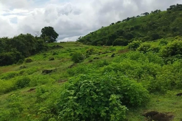 Farm for sale in Corralillo, Atalaya, Veraguas, Panama