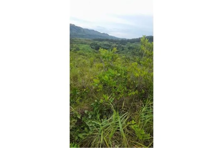 Se vende finca en Calobre, Veraguas; La finca tiene 31 hectáreas tituladas