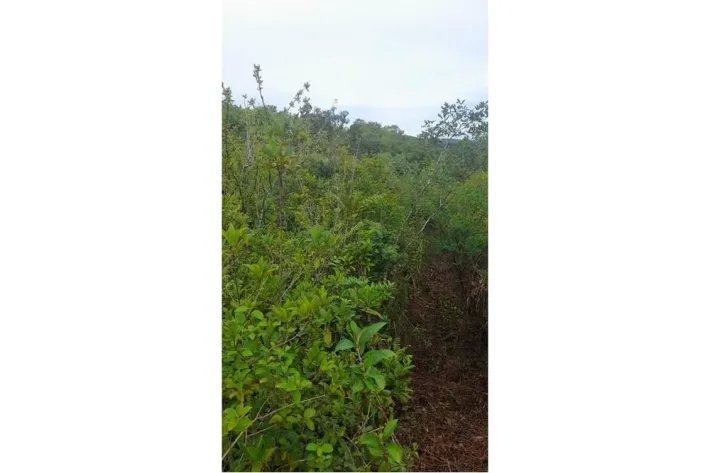 Se vende finca en Calobre, Veraguas; La finca tiene 31 hectáreas tituladas