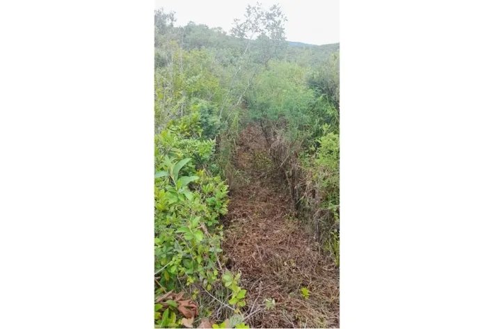 Se vende finca en Calobre, Veraguas; La finca tiene 31 hectáreas tituladas