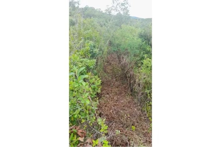 Se vende finca en Calobre, Veraguas; La finca tiene 31 hectáreas tituladas