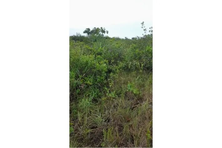 Se vende finca en Calobre, Veraguas; La finca tiene 31 hectáreas tituladas
