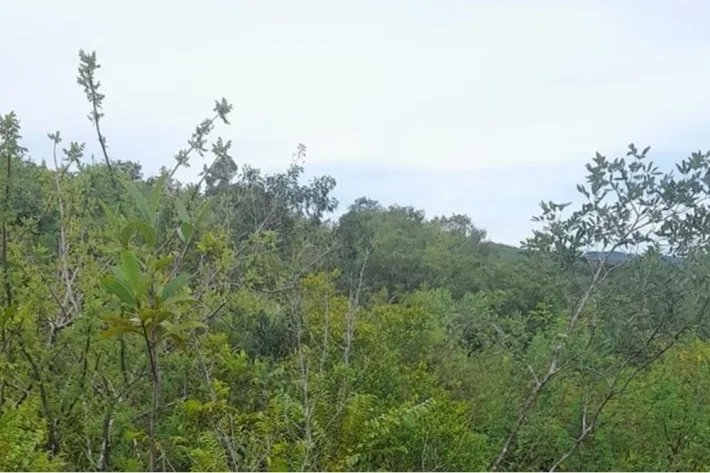 Se vende finca en Calobre, Veraguas; La finca tiene 31 hectáreas tituladas