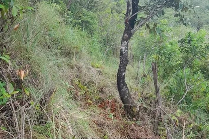 Se vende finca en Calobre, Veraguas; La finca tiene 31 hectáreas tituladas