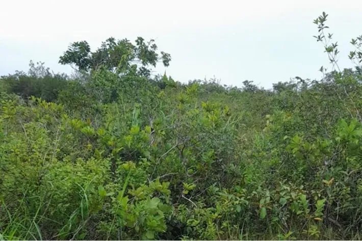 Se vende finca en Calobre, Veraguas; La finca tiene 31 hectáreas tituladas