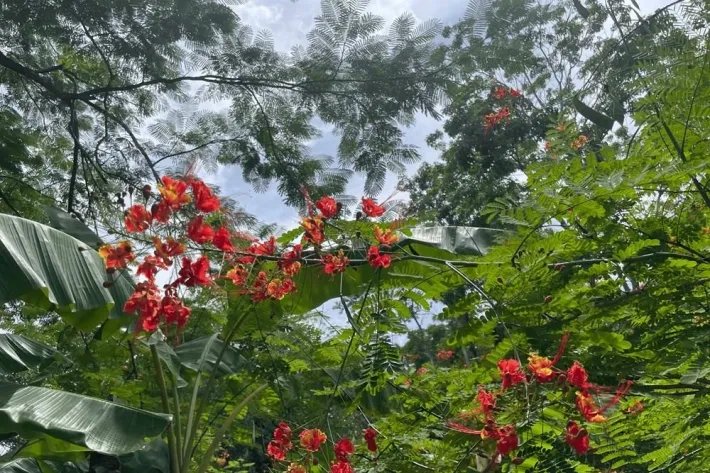 Se vende finca con cabañas en San Carlos