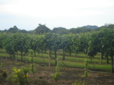 14507 - Boquerón - fincas