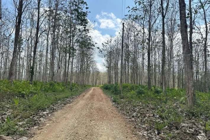 Terrenos en venta como inversión forestal para residencia permanente e...