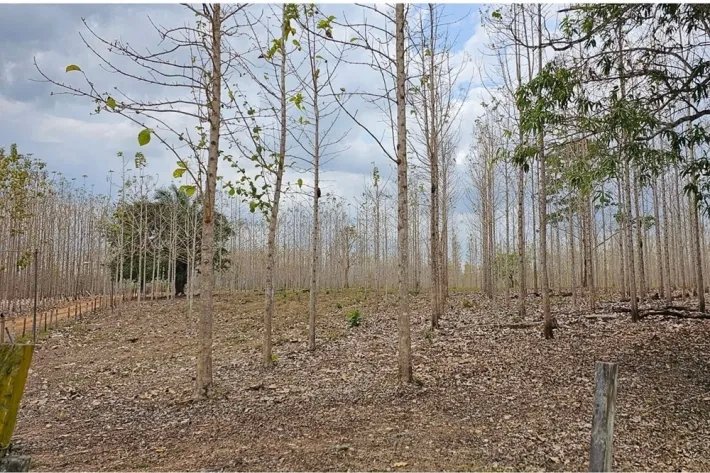 Terrenos en venta como inversión forestal para residencia permanente e...