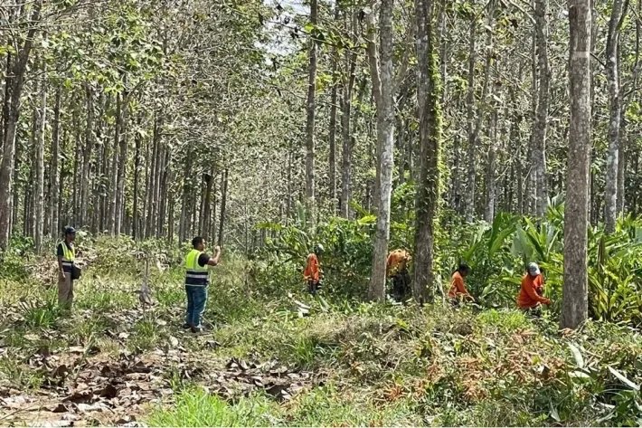 Terrenos en venta como inversión forestal para residencia permanente e...