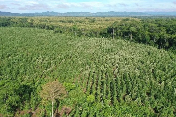 Terrenos en venta como inversión forestal para residencia permanente en Panamá