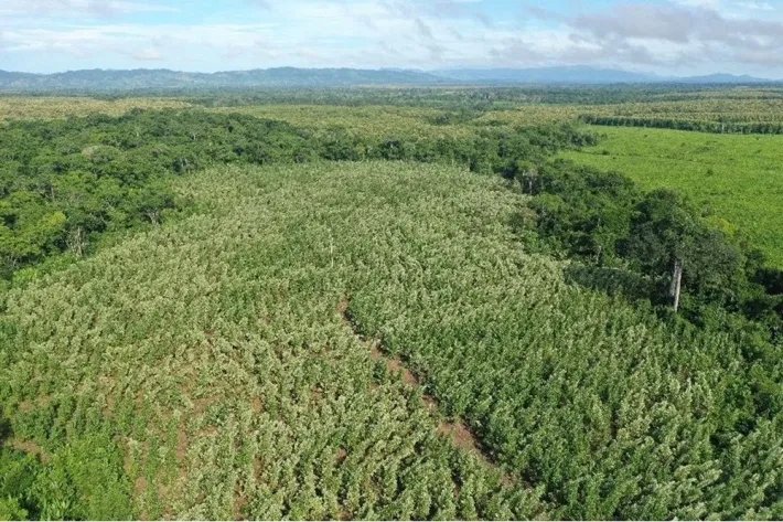 Terrenos en venta como inversión forestal para residencia permanente en Panamá