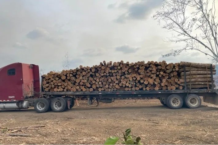 Terrenos en venta como inversión forestal para residencia permanente en Panamá