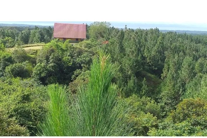 Terrenos en venta como inversión forestal para residencia permanente en Panamá