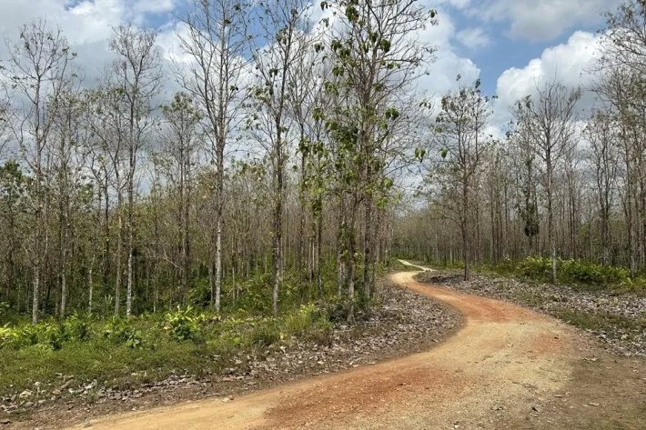 Terrenos en venta como inversión forestal para residencia permanente en Panamá