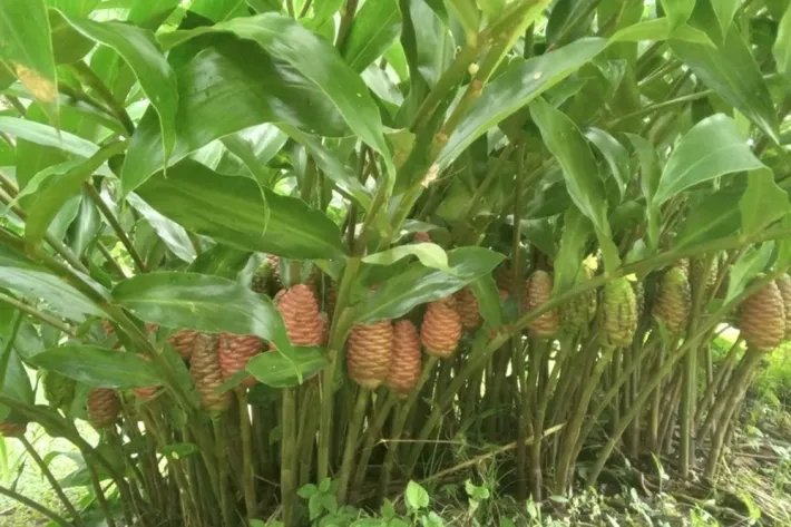 Land for sale in Chiriqui, Panama