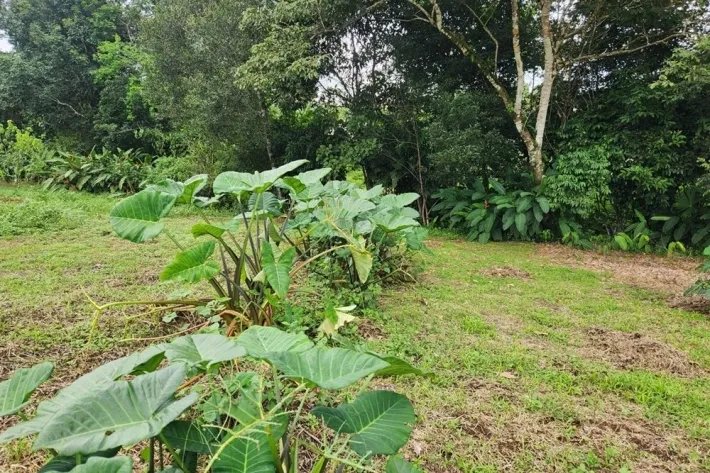 Venta de terreno en Chiriquí, Panamá