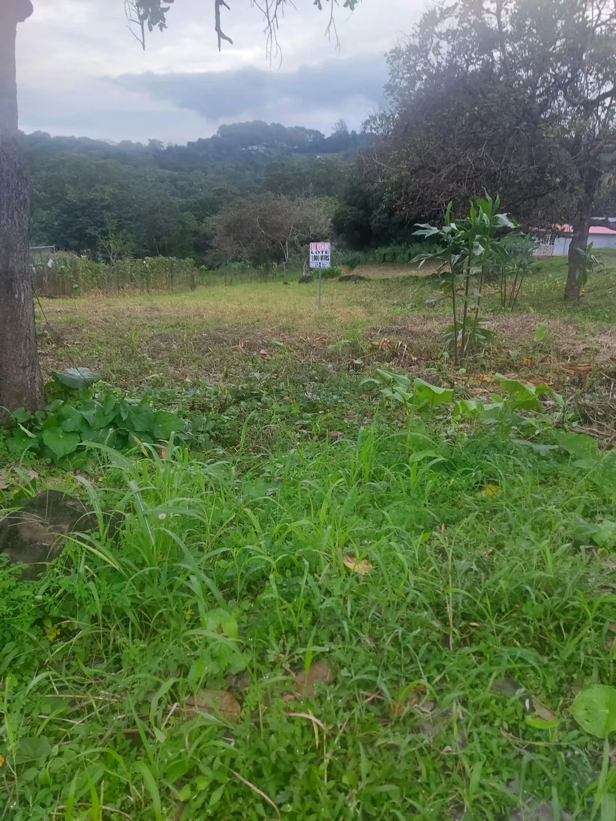 Se vende lote de 1000m2 en Cerro Azul, 24 de Diciembre