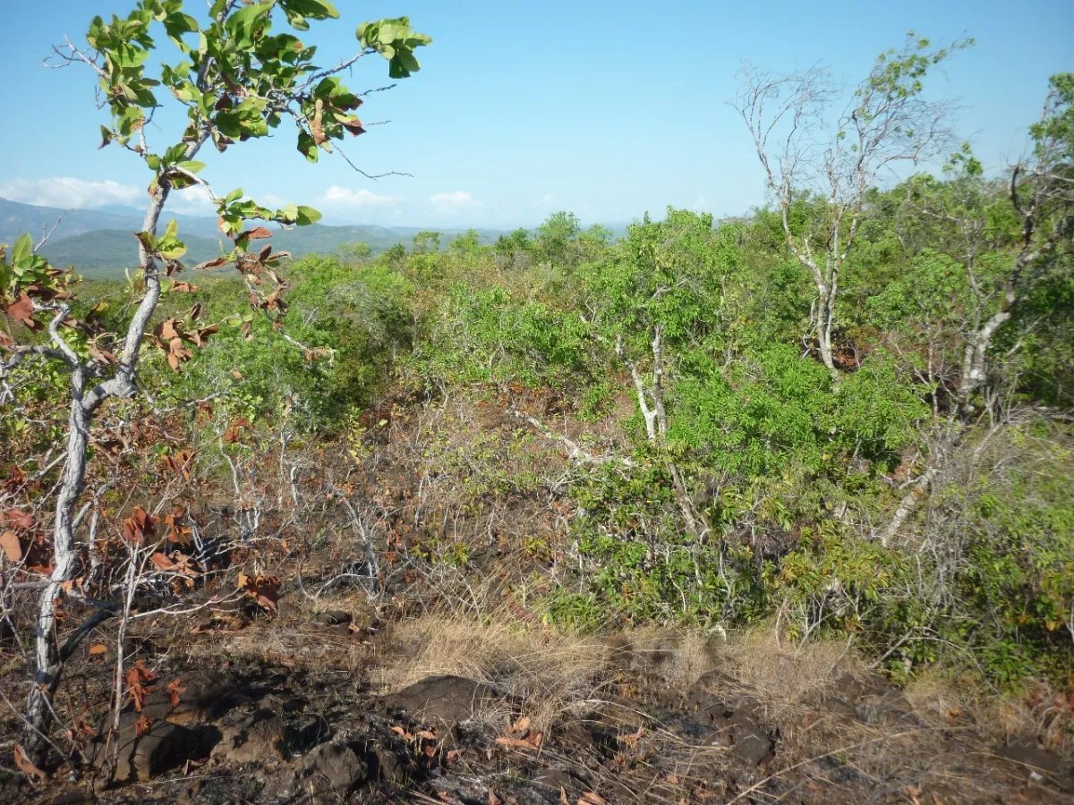 Venta de Terreno en Calobre