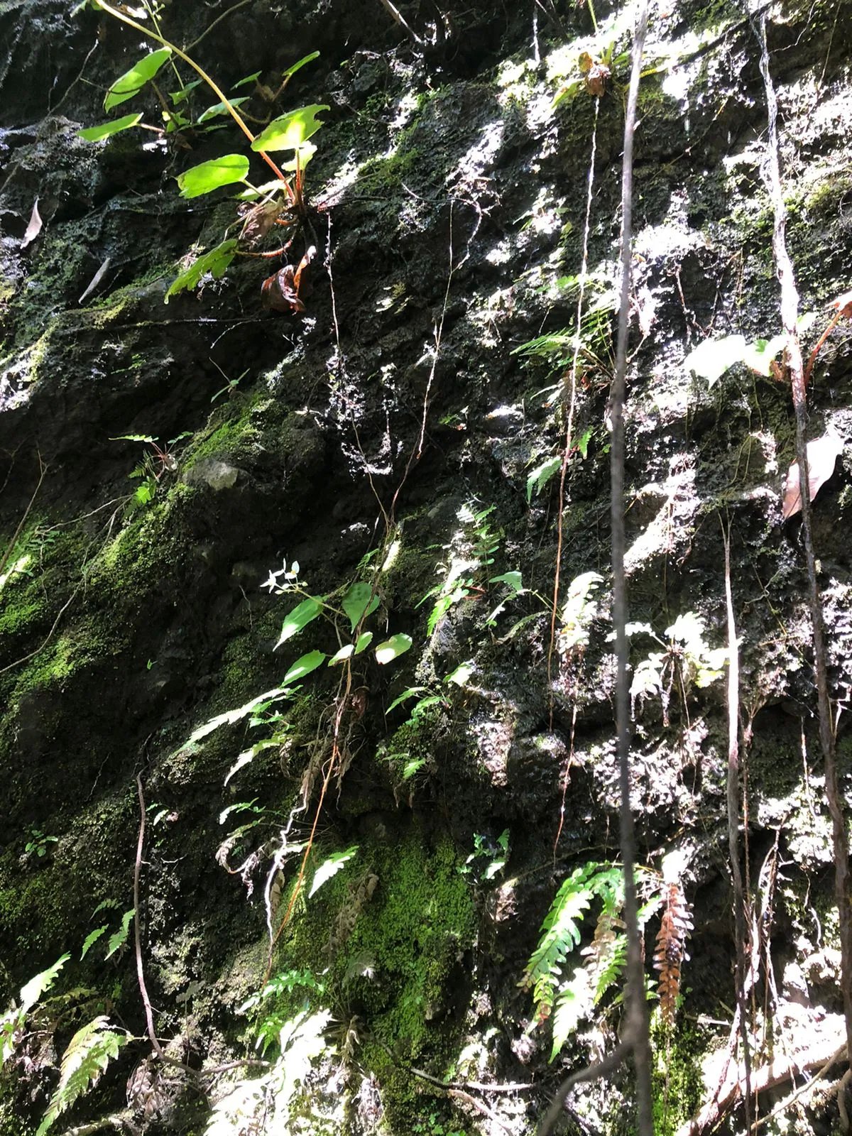 Venta de finca en Volcancito, Boquete, Chiriquí