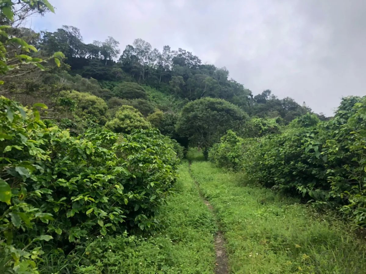 Venta de finca en Volcancito, Boquete, Chiriquí