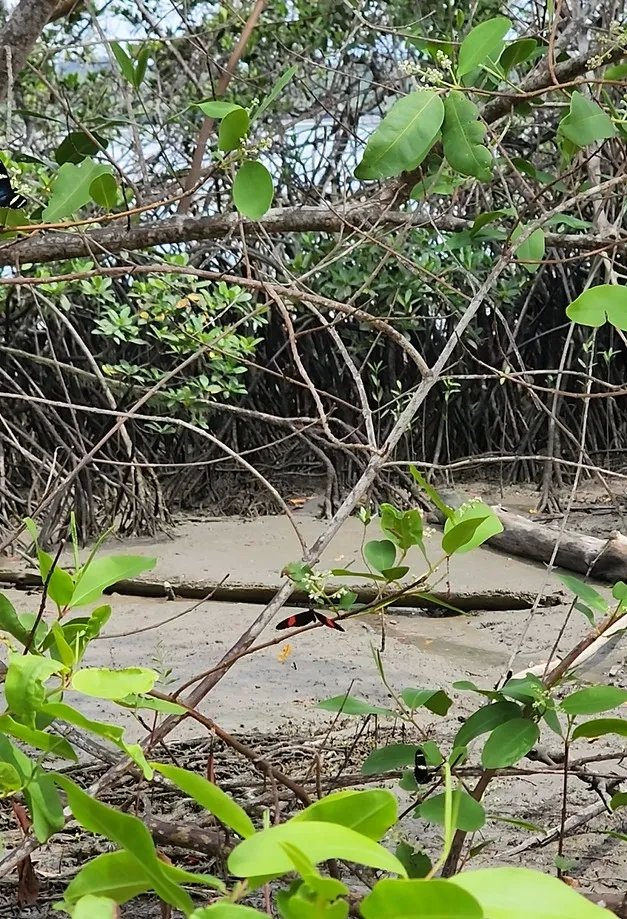 Isla en venta en La Palma, Darién, Panamá