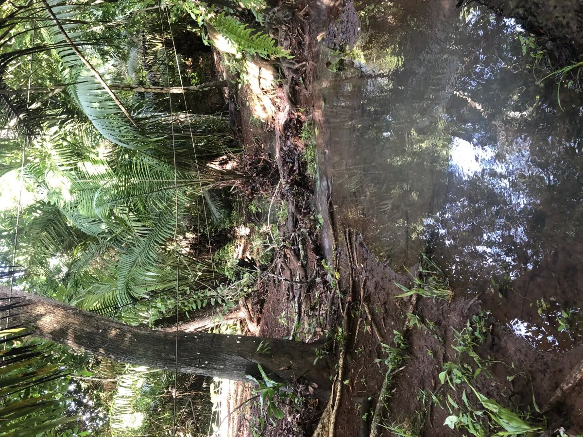 Se alquila restaurante con amplio terreno en La Chorrera
