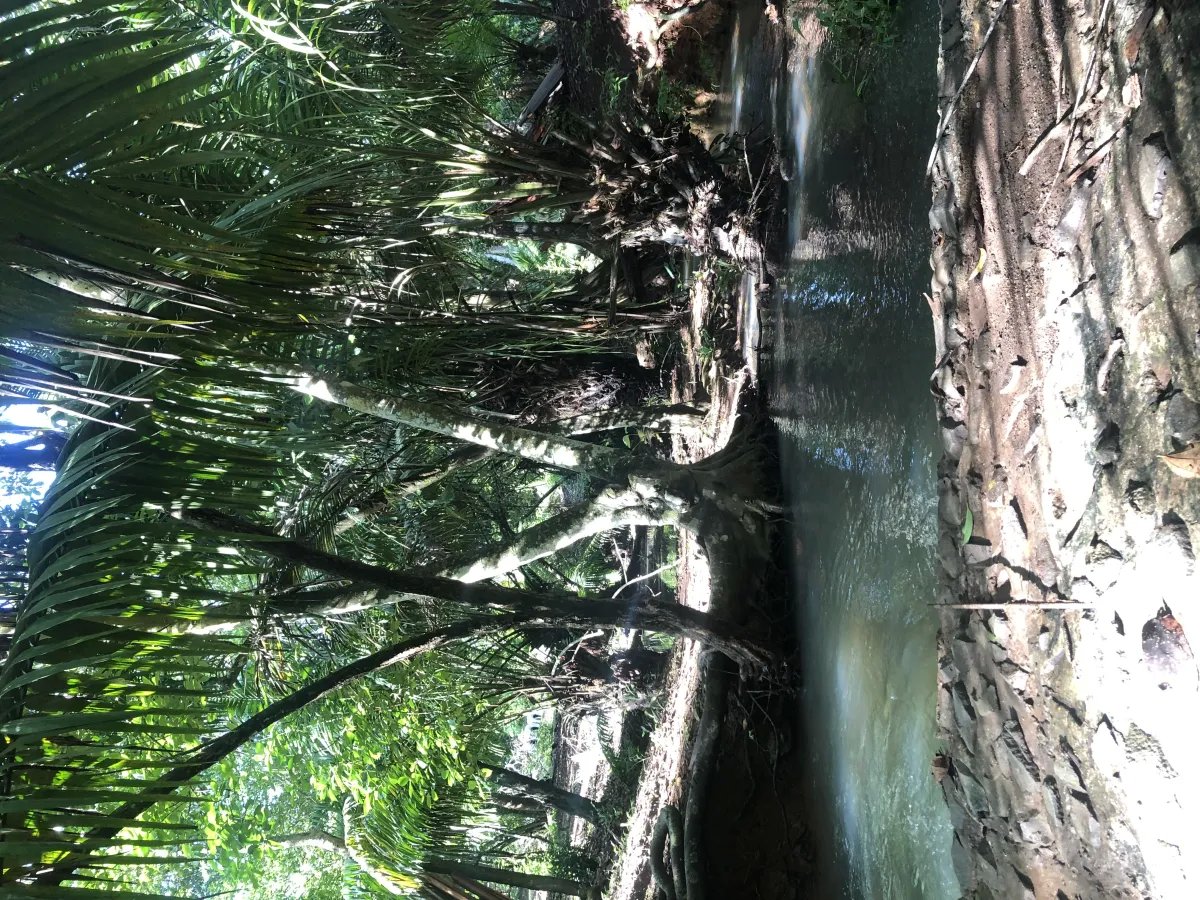 Se alquila restaurante con amplio terreno en La Chorrera