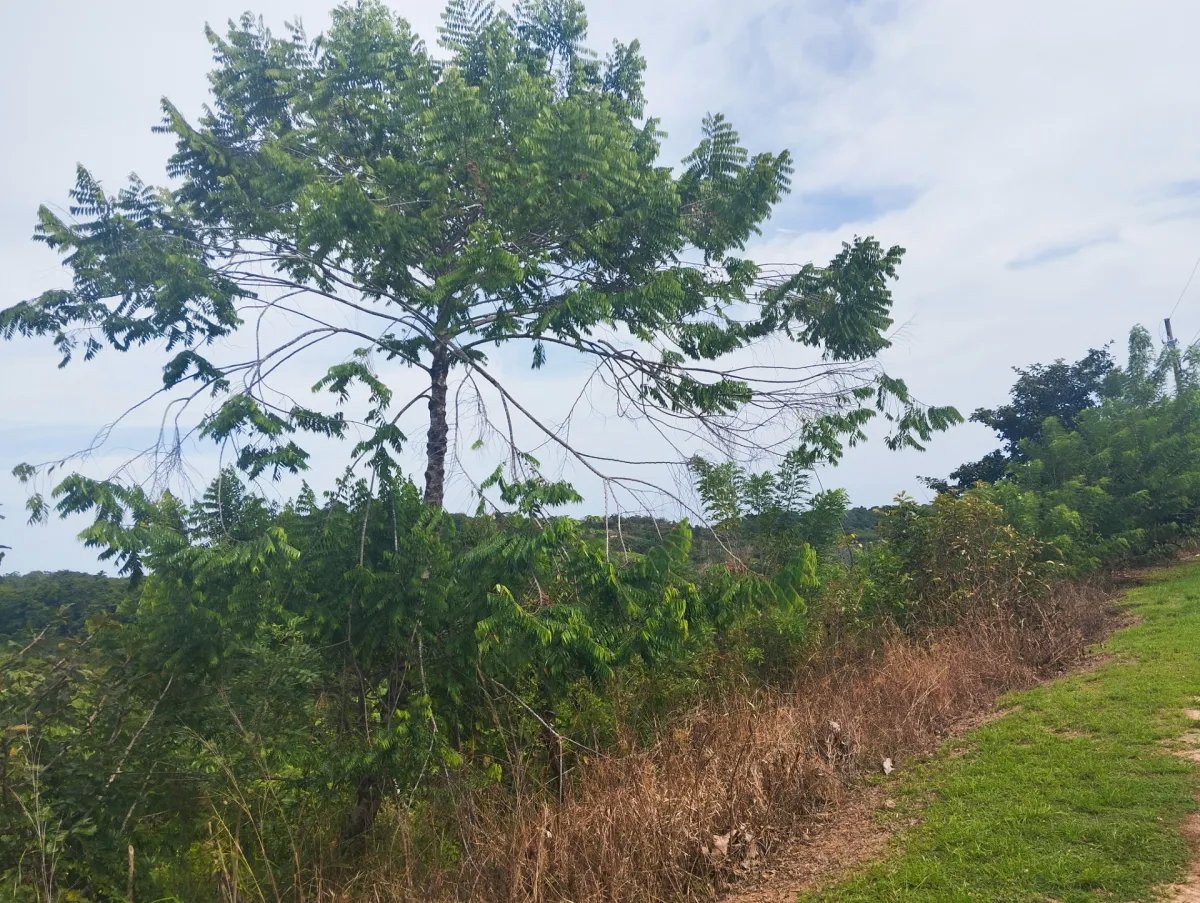 Se vende terreno en La Tambora, El Cacao, Capira