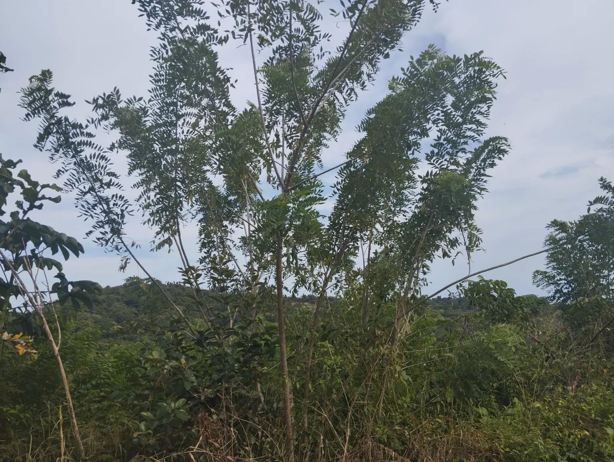 Se vende terreno en La Tambora, El Cacao, Capira