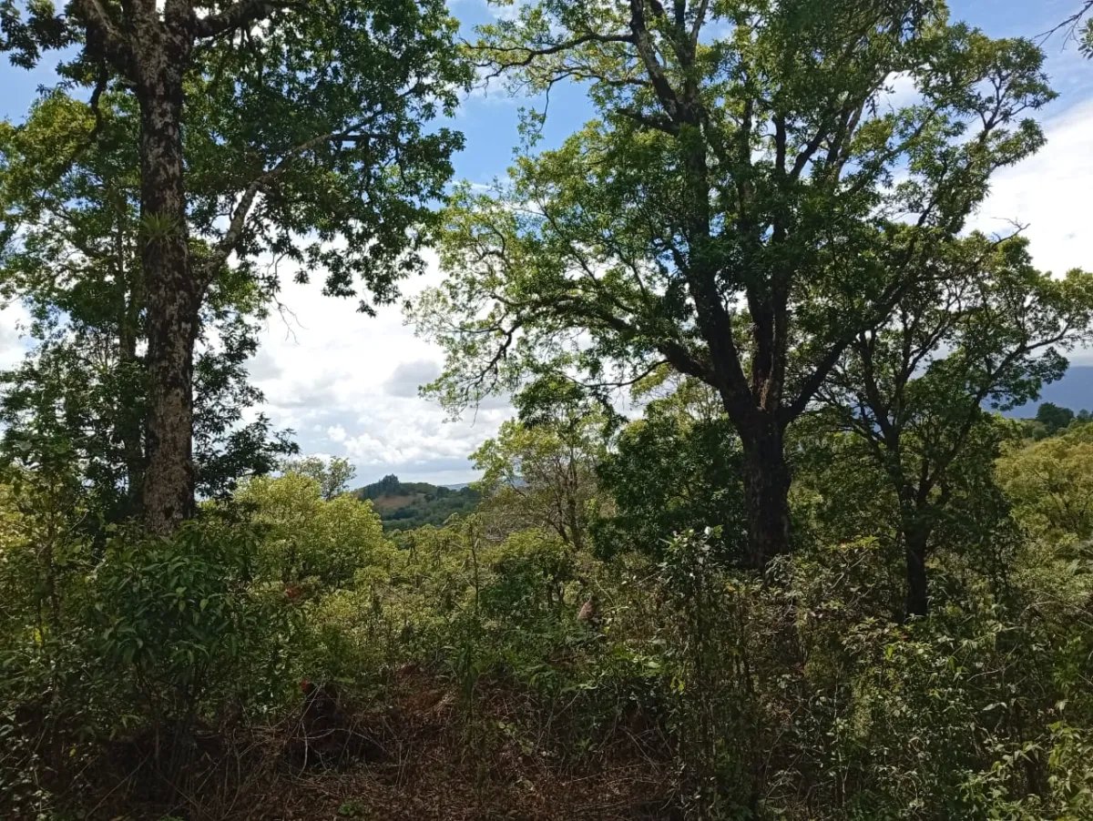 ¡Hermoso terreno a la venta en Boquete!/ Beautiful Land for Sale in Bo...