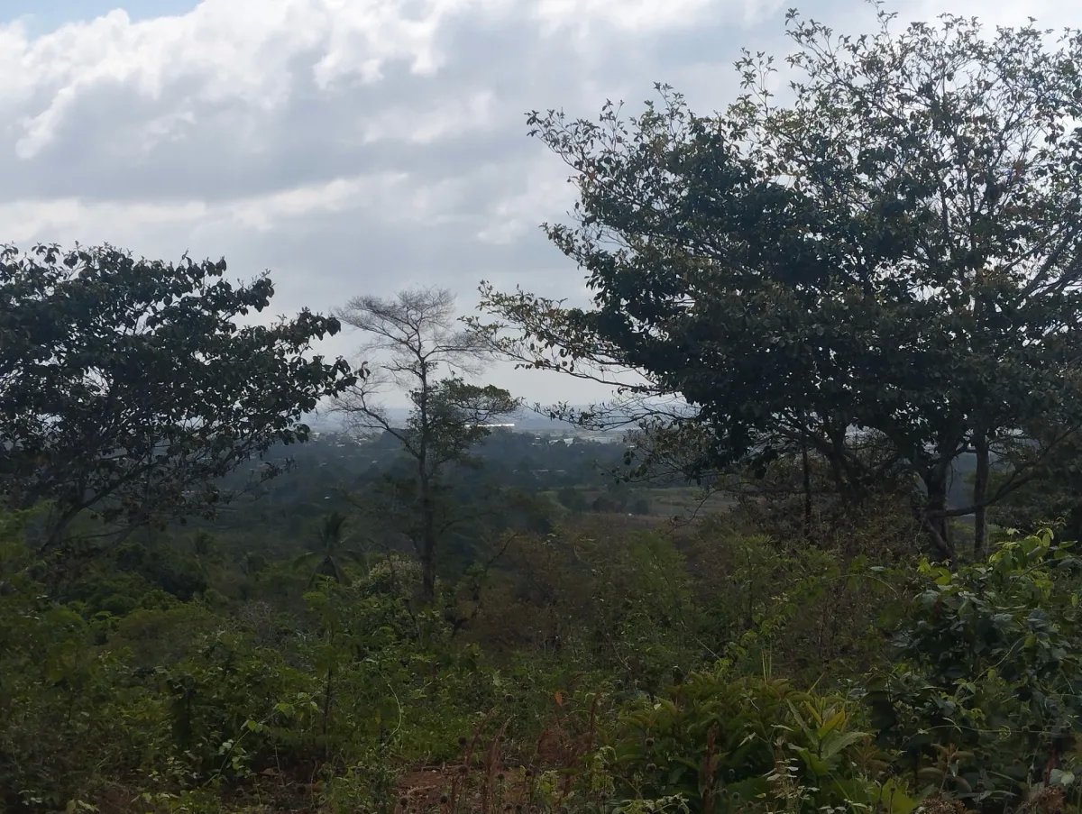 Unimproved Land For Sale in Pedregal Villalobos