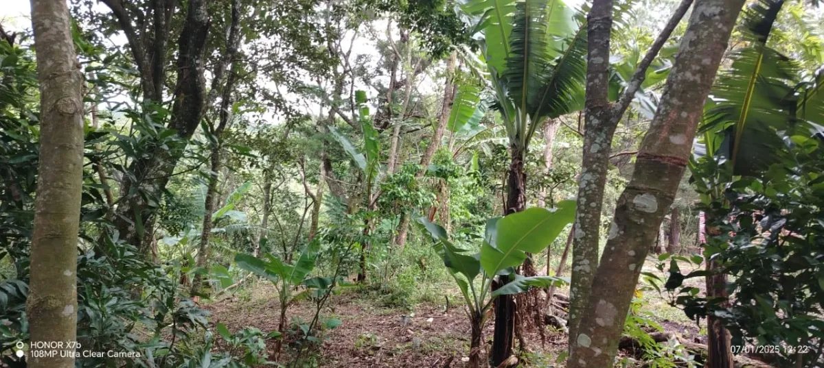 Oportunidad de Inversión: Tierra Fértil con Clima Ideal en Hornito, Ch...