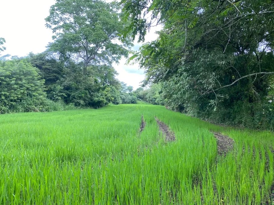 Park-Like Acreage with Endless Potential