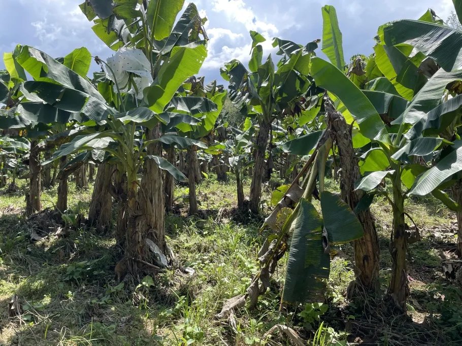Cocoa and plantain plantation - 1464 hectares fertile land in Cuango