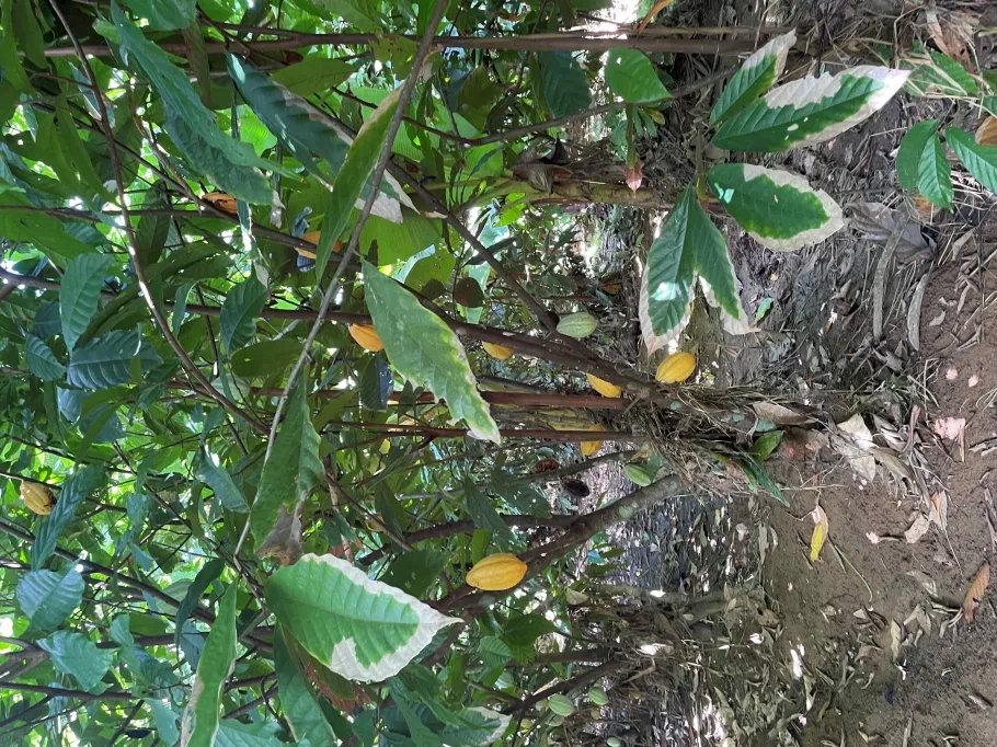 Farm For Sale in Cuango