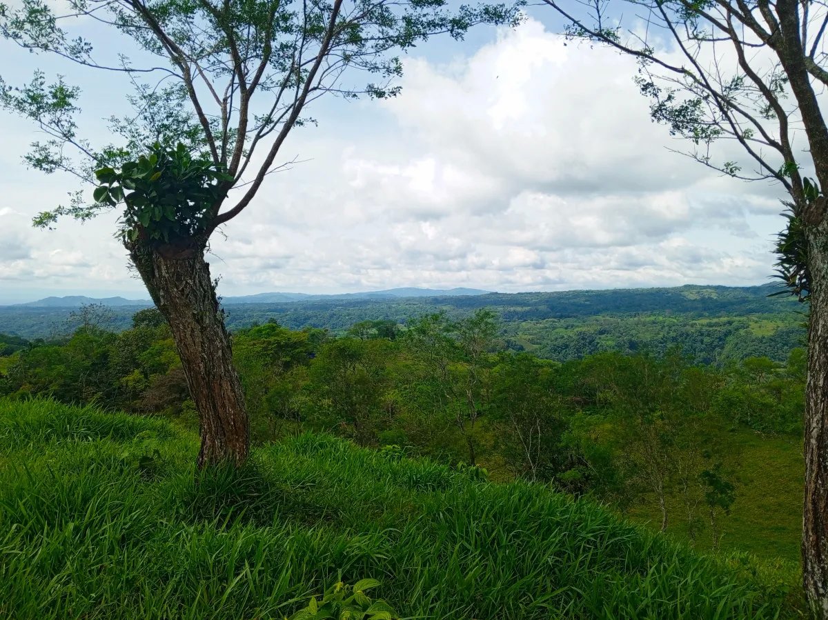 Finca de 21.7 Hectáreas en Venta en Santa Rosa, Bugaba, Chiriquí, Panamá | Tierra Agrícola de Altura y Oportunidad de Inversión