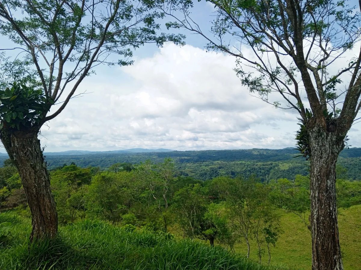 Finca de 21.7 Hectáreas en Venta en Santa Rosa, Bugaba, Chiriquí, Pana...