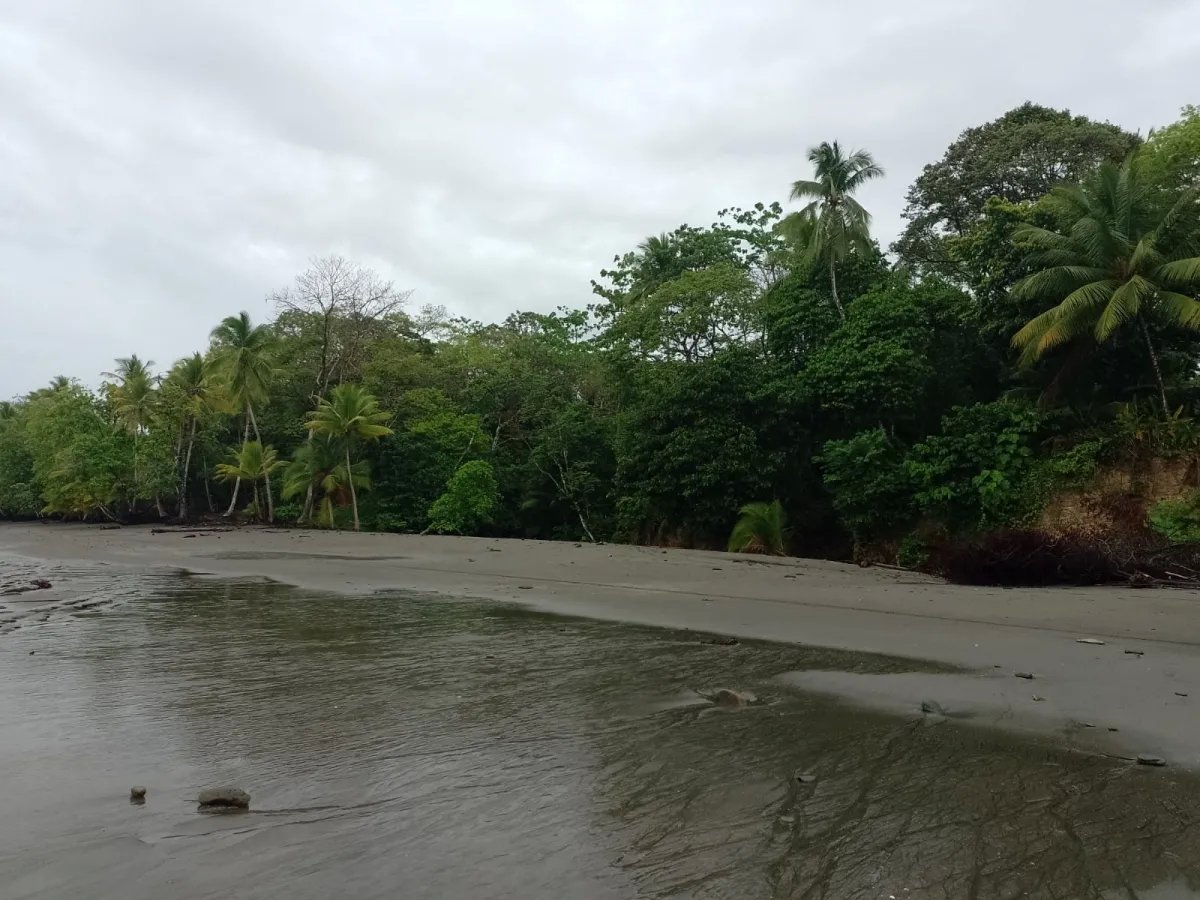 Land for Sale in Limones, Puerto Armuelles, Chiriquí, Panama | Mixed-Use Development Opportunity