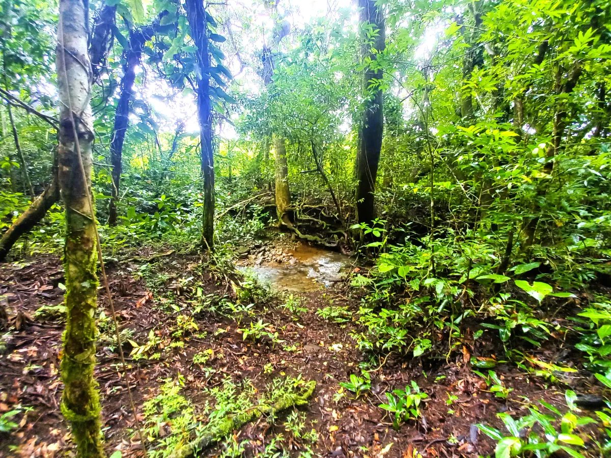 Lote a la Venta en Potrerillos | 6059?m² | Chiriqui |  Panama