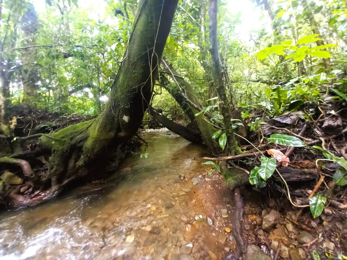 Lot For Sale in Potrerillos |  5879m² | Chiriqui, Panama