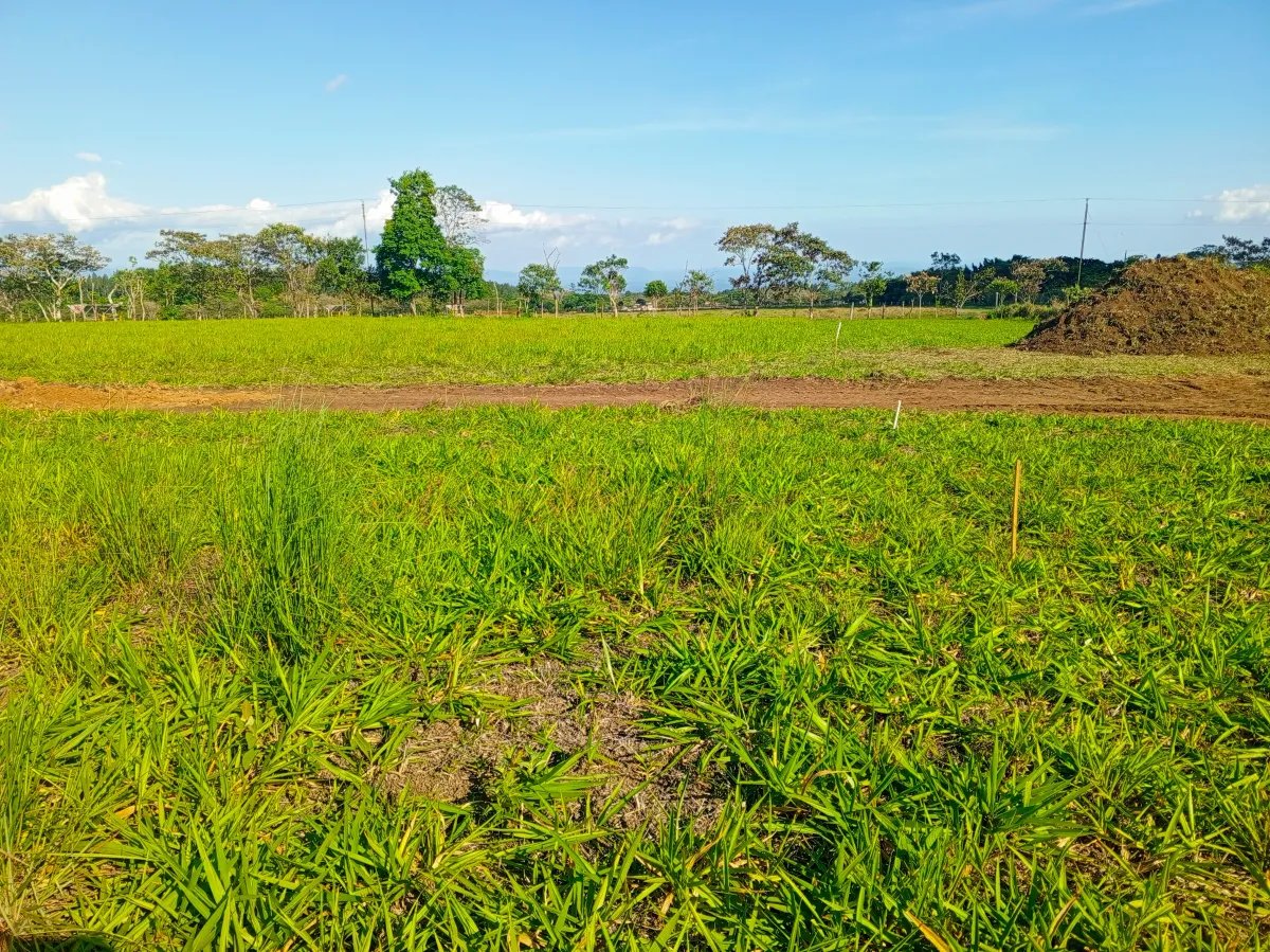 Lote a la Venta en Potrerillos Arriba 1,500?m²   Chiriqui | Panama