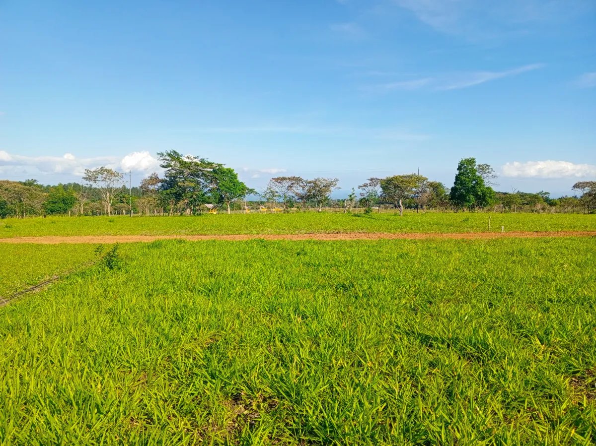 Lote a la Venta en Potrerillos Arriba 1,500?m²   Chiriqui | Panama
