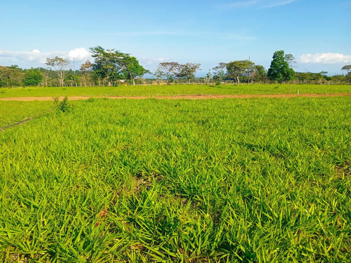 Lote a la Venta en Potrerillos Arriba 1,500?m²   Chiriqui | Panama