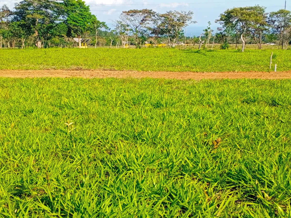 Lote a la Venta en Potrerillos Arriba 1,500?m²   Chiriqui | Panama