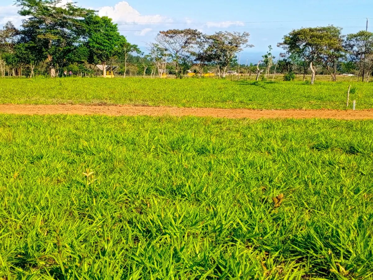Lote a la Venta en Potrerillos Arriba 1,500?m²   Chiriqui | Panama