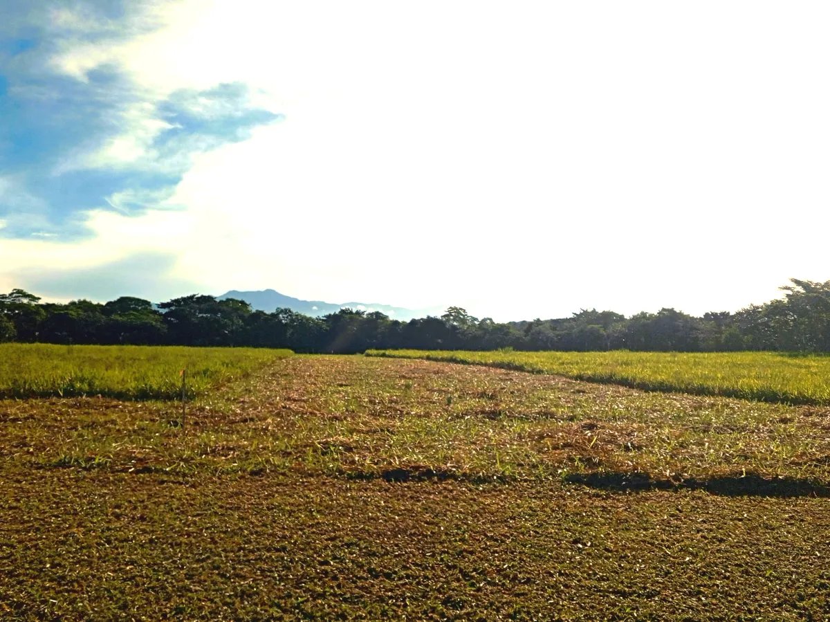 Lote a la Venta en Potrerillos |  3124?m² |  Chiriqui | Panama