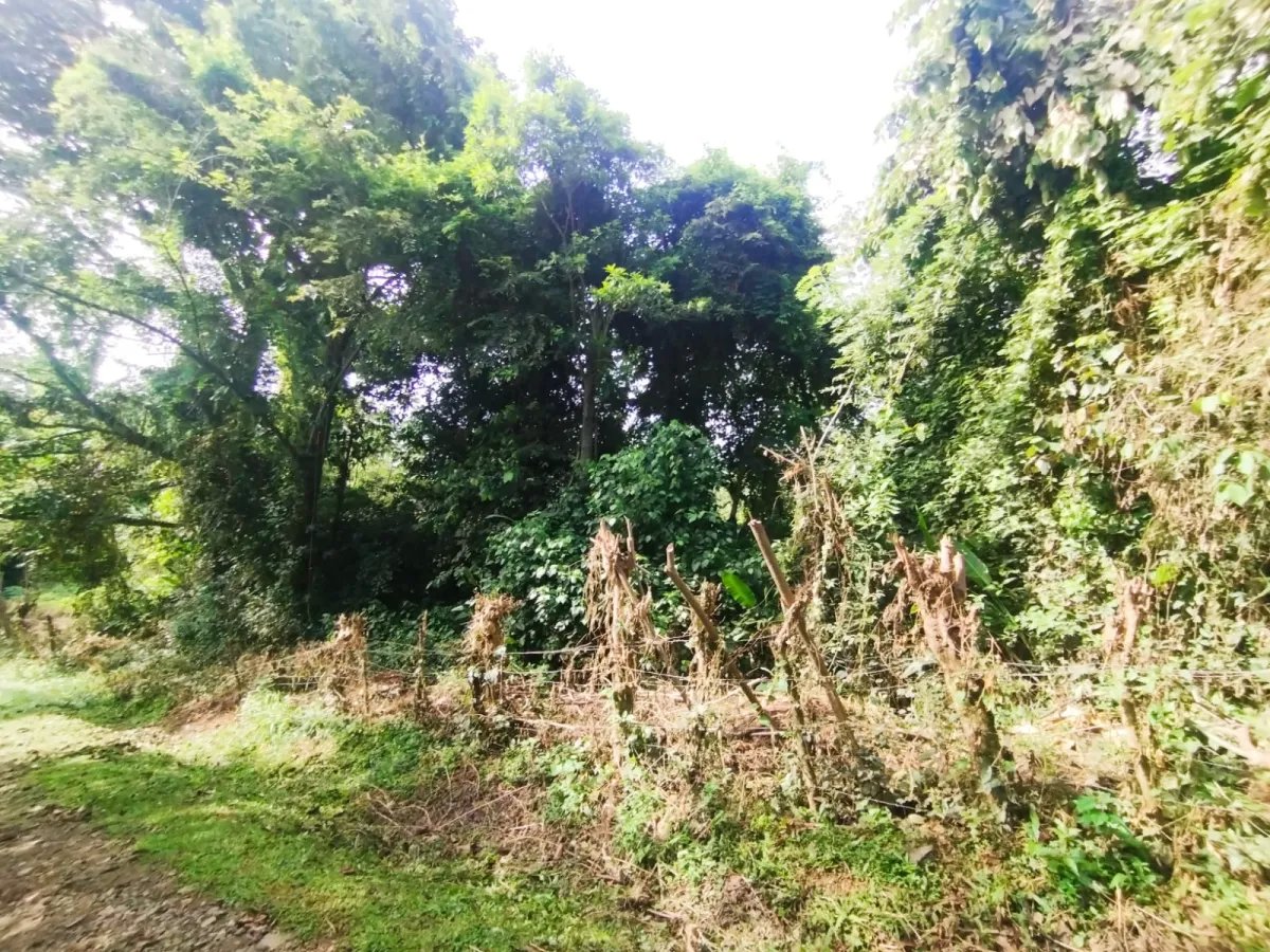 Business For Sale in Capira, Villa Carmen